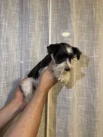 Miniature Schnauzer , a female Miniature Schnauzer for sale in Orlando, FL – 6 of 7