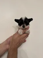 Maltipoo 3 teacup , a male Maltipoo for sale in Orlando, FL – 4 of 7
