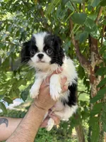 Japanese Chin, a female Japanese Chin for sale in Orlando, FL – 3 of 6