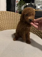Red toy poodle , a male Poodle - Toy  for sale in Orlando, FL – 2 of 7