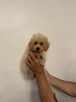 Toy Poodle, a male Poodle - Toy  for sale in Orlando, FL – 4 of 6