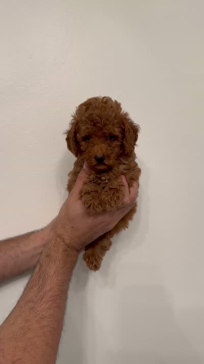 Toy Poodle red 4, a female Poodle - Toy  for sale in Orlando, FL – 6 of 6