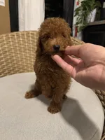 Red toy poodle , a male Poodle - Toy  for sale in Orlando, FL – 3 of 7