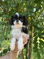 Japanese Chin, a female Japanese Chin for sale in Orlando, FL – 3 of 7