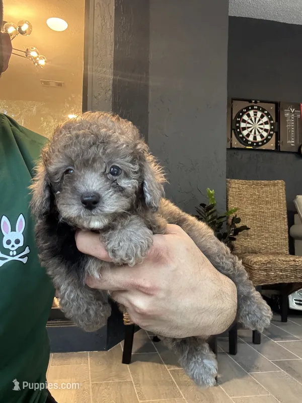 Poodle  – Poodle - Toy  puppy for sale in Orlando, FL