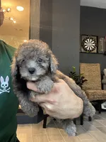Poodle , a male Poodle - Toy  for sale in Orlando, FL – 1 of 10