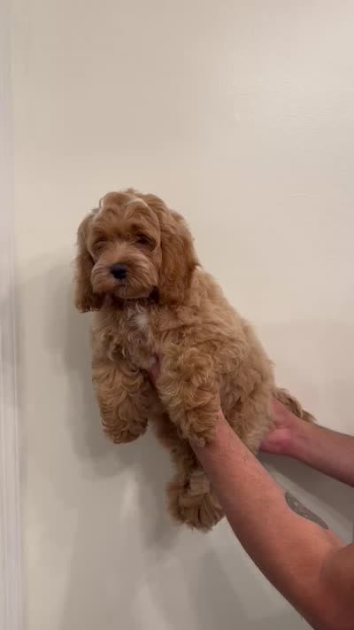 Cockapoo , a male Cockapoo for sale in Orlando, FL – 6 of 6