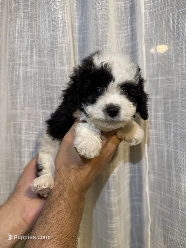 Toy Poodle  – Poodle - Toy  puppy for sale in Orlando, FL