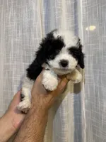 Toy Poodle , a male Poodle - Toy  for sale in Orlando, FL – 1 of 7
