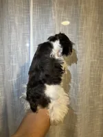 Miniature Schy, a female Miniature Schnauzer for sale in Orlando, FL – 2 of 5