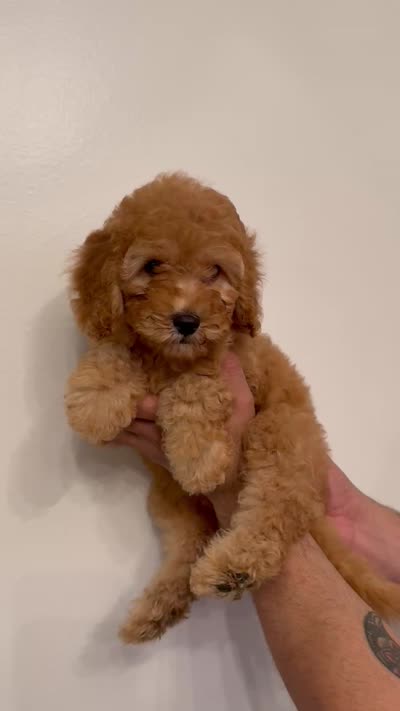 Cockapoo , a female Cockapoo for sale in Orlando, FL – 5 of 5