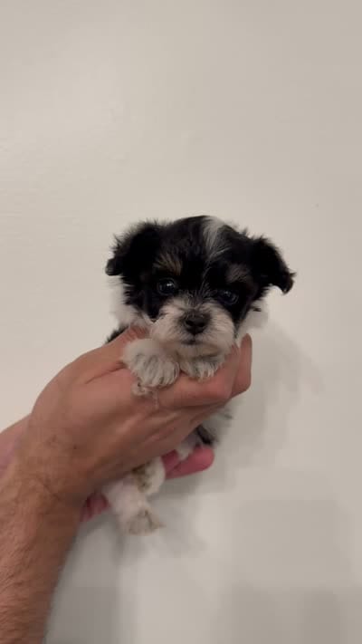 Maltipoo 4 teacup , a male Maltipoo for sale in Orlando, FL – 8 of 8