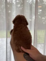 Red Toy Poodle , a female Poodle - Toy  for sale in Orlando, FL – 3 of 5