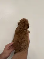 Toy Poodle red 2, a male Poodle - Toy  for sale in Orlando, FL – 5 of 6
