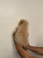 Toy Poodle , a male Poodle - Toy  for sale in Orlando, FL – 4 of 7