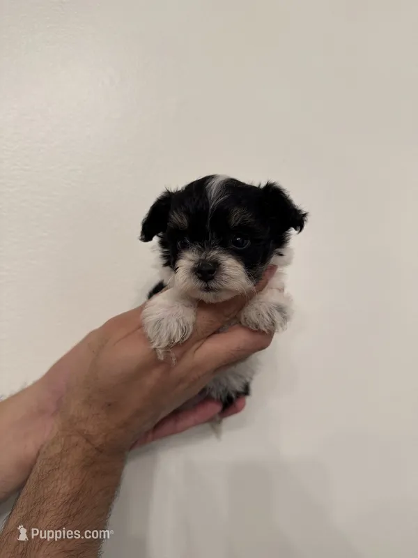 Maltipoo 4 teacup  – Maltipoo puppy for sale in Orlando, FL