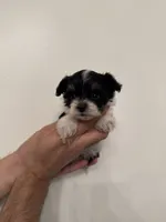 Maltipoo 4 teacup , a male Maltipoo for sale in Orlando, FL – 1 of 8