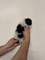Maltipoo 4 teacup , a male Maltipoo for sale in Orlando, FL – 5 of 8