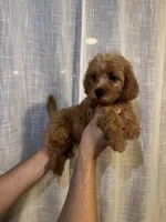 Cockapoo, a male Cockapoo for sale in Orlando, FL – 6 of 6