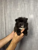 Pomeranian , a male Pomeranian for sale in Orlando, FL – 6 of 7