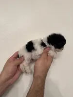 Maltipoo 3 teacup , a male Maltipoo for sale in Orlando, FL – 2 of 7