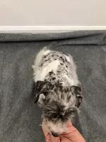 Miniature Schnauzer , a male Miniature Schnauzer for sale in Orlando, FL – 5 of 7