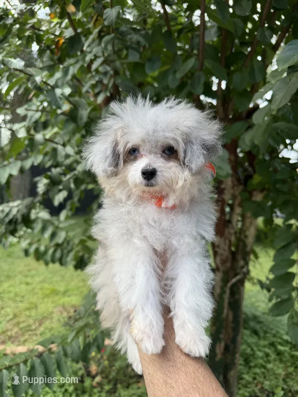 Teacup  – Aussiedoodle puppy for sale in Orlando, FL