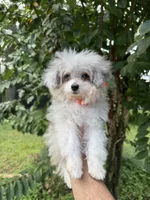 Teacup , a male Aussiedoodle for sale in Orlando, FL – 1 of 6