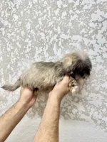 Shorkie 1 , a male Shorkie for sale in Orlando, FL – 4 of 6