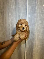 Cavapoo, a male Cavapoo for sale in Orlando, FL – 4 of 4