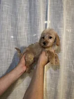 Cockapoo, a female Cockapoo for sale in Orlando, FL – 4 of 5