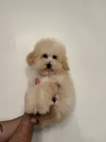 Poodle 2, a male Poodle - Toy  for sale in Orlando, FL – 3 of 5