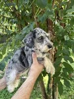 Schnauzer 5 , a female Miniature Schnauzer for sale in Orlando, FL – 6 of 8
