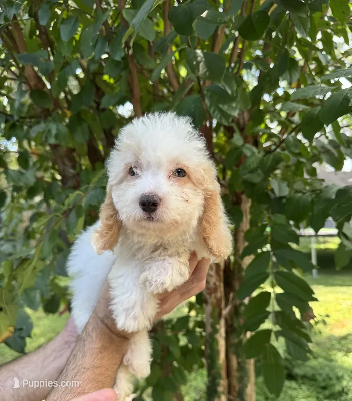 Poodle 3 – Poodle - Miniature  puppy for sale in Orlando, FL