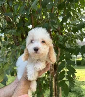 Poodle 3, a male Poodle - Miniature  for sale in Orlando, FL – 1 of 9