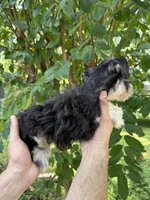 Schnauzer 1, a female Miniature Schnauzer for sale in Orlando, FL – 4 of 7