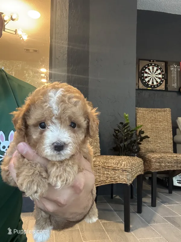 Maltipoo  – Maltipoo puppy for sale in Orlando, FL
