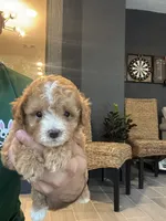 Maltipoo , a female Maltipoo for sale in Orlando, FL – 1 of 10