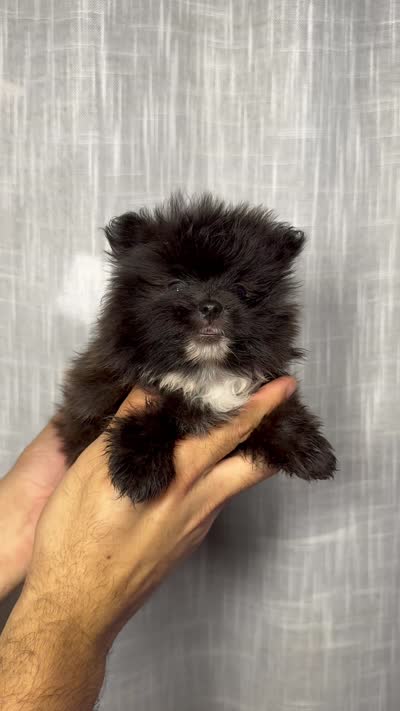 Pomeranian , a male Pomeranian for sale in Orlando, FL – 7 of 7