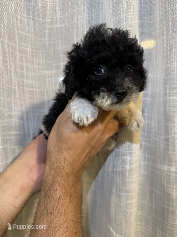 Toy Poodle  – Poodle - Toy  puppy for sale in Orlando, FL