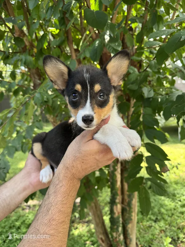 Corgi  – Pembroke Welsh Corgi puppy for sale in Orlando, FL