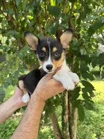 Corgi , a male Pembroke Welsh Corgi for sale in Orlando, FL – 1 of 7