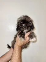 Shorkie , a male Shorkie for sale in Orlando, FL – 1 of 7