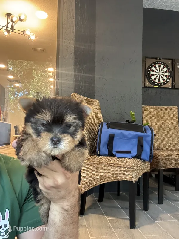 Yorkshire  – Yorkshire Terrier puppy for sale in Orlando, FL