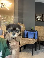 Yorkshire , a female Yorkshire Terrier for sale in Orlando, FL – 1 of 7