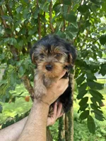 Yorkshire 2, a male Yorkshire Terrier for sale in Orlando, FL – 4 of 8