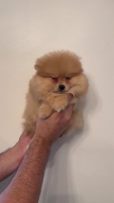 Pomeranian , a female Pomeranian for sale in Orlando, FL – 9 of 9