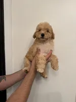 Cavapoo, a female Cavapoo for sale in Orlando, FL – 5 of 6