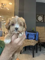 Maltipoo, a male Maltipoo for sale in Orlando, FL – 7 of 9