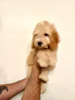 Poodle 1, a male Poodle - Miniature  for sale in Orlando, FL – 6 of 8